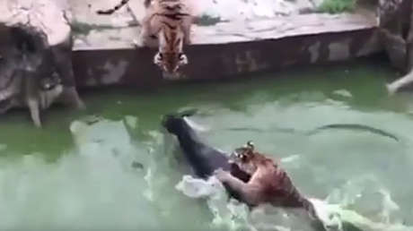 FUERTES IMÁGENES: El personal de un zoológico en China da a comer un burro vivo a dos tigres
