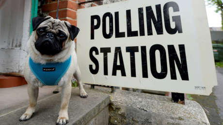Perros, gatos y caballos participan en las elecciones en el Reino Unido (FOTOS)