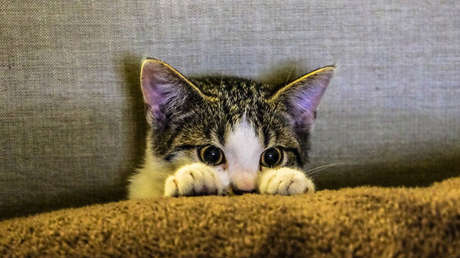 Resuelven el misterio de la aparición del gato doméstico
