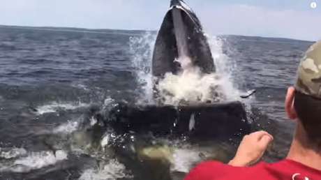Una ballena sale a la superficie peligrosamente cerca de un barco