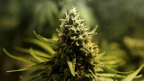 Una empresa de productos derivados de cannabis abrirá su primera oficina en México