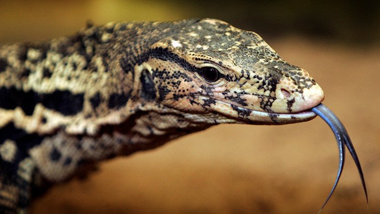 Misteriosa muerte de una turista belga "devorada por lagartos" en Tailandia