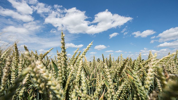 Un agricultor italiano convierte un campo de trigo en un retrato de Putin (Video)