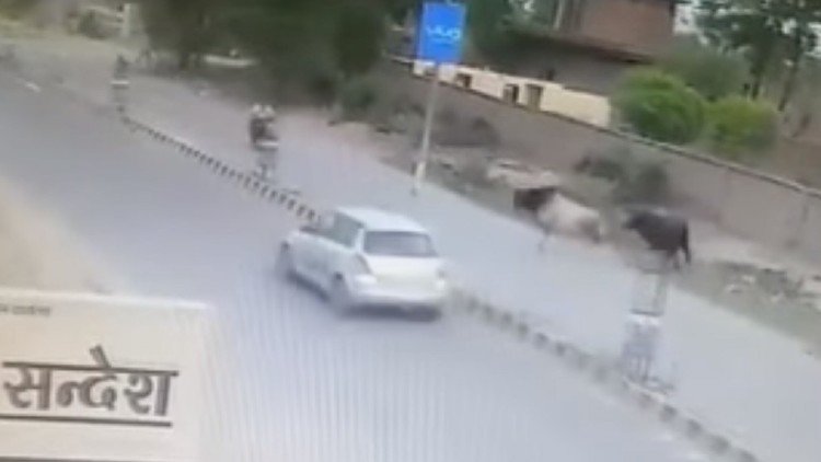 Un toro embiste a un motorista en la India