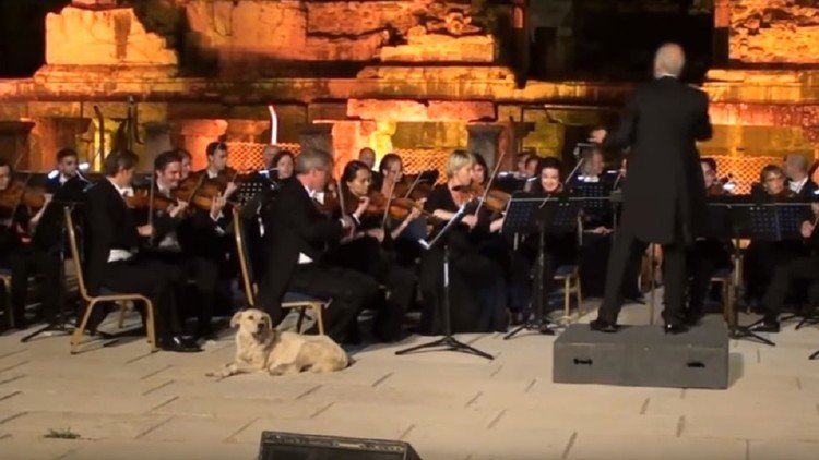 Un perro se convierte en la estrella de un concierto de música clásica