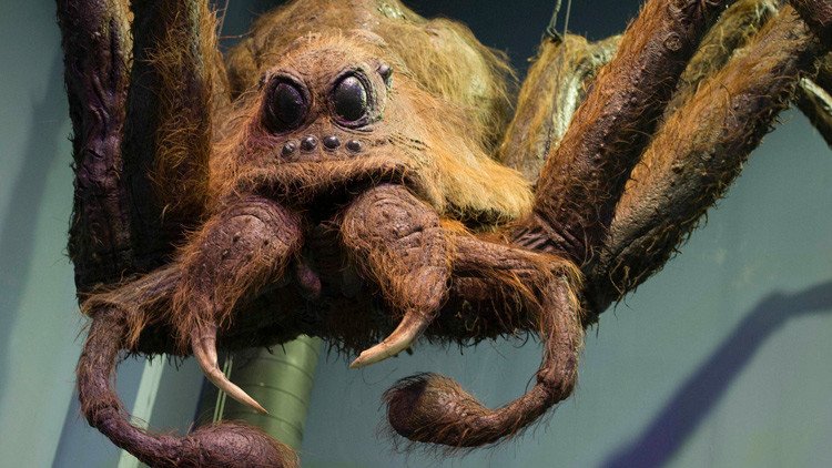 Encuentran una tarántula similar a Aragog, la araña del Bosque Prohibido de 'Harry Potter'