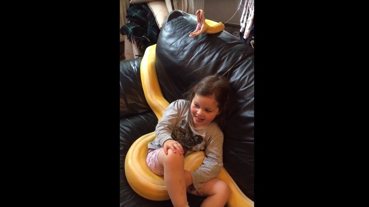 Deja a su hija pequeña viendo la televisión en el sofá con una serpiente pitón
