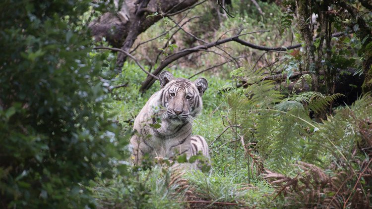 FOTOS: Descubren un espectacular ejemplar de "tigre pálido" único en su especie 