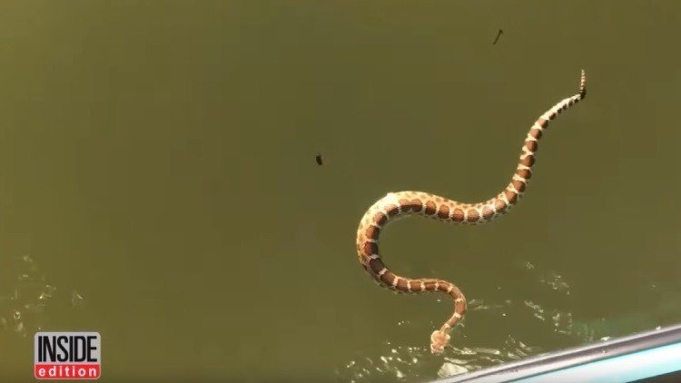 Navegan por un lago cuando una serpiente venenosa intenta subirse a bordo 