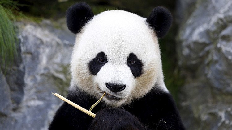 FOTOS: China crea un potente parque solar con forma de panda gigante
