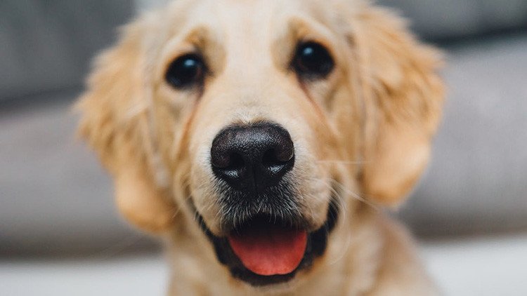 "¿Lo llevaríais al veterinario?": Las redes celebran la aparición de un perro en un pedazo de madera