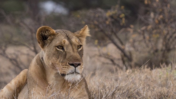 FOTOS: Una leona amamanta a un cachorro de leopardo y deja de piedra a los naturalistas
