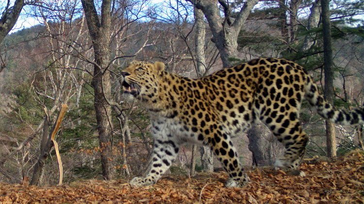 Primera foto amorosa de dos leopardos salvajes del Lejano Oriente de Rusia
