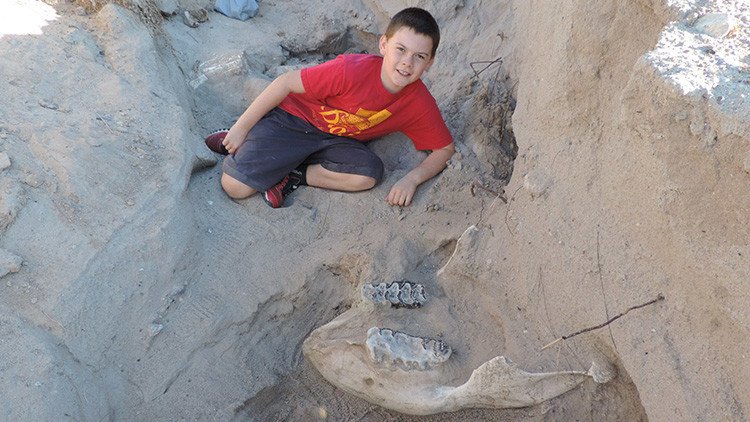 Un niño halla el cráneo de un antepasado del elefante de un millón de años de antigüedad (fotos)