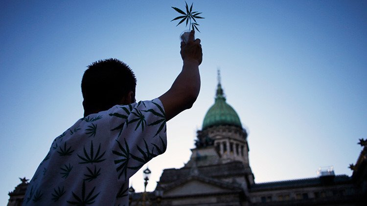 Defensores de la marihuana medicinal luchan por legalizar su cultivo en Argentina