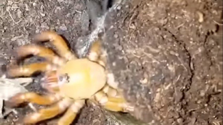 Ataque mortal de una araña escondida bajo tierra