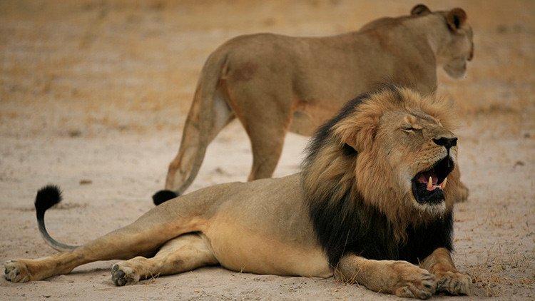 Matan al hijo de Cecil, el león cuya muerte conmovió el mundo hace dos años