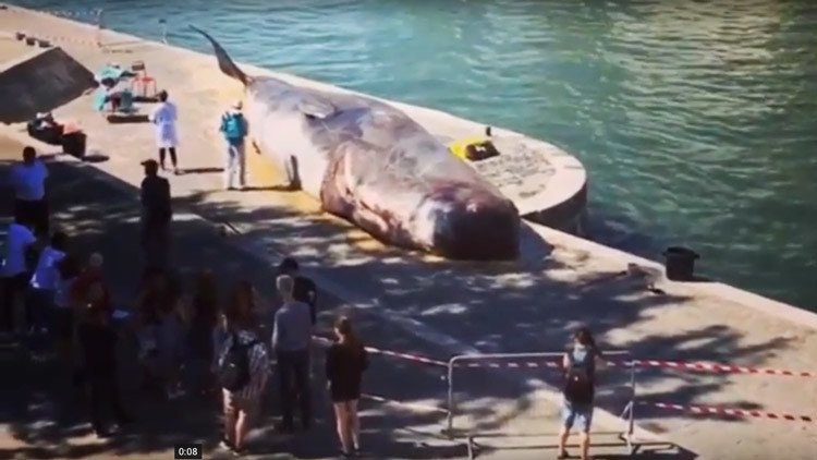 FOTO: Aparece una 'ballena varada' en las orillas del río Sena en París