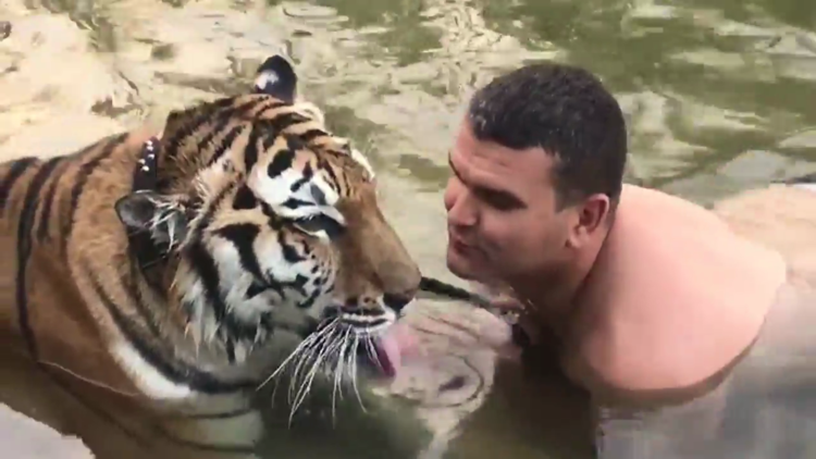 Seducción felina: Hombre besa a un tigre en una 'cita romántica'