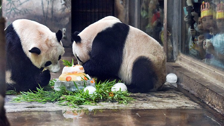 VIDEO: Indignación en la Red por el maltrato a unos pandas en una reserva natural en China