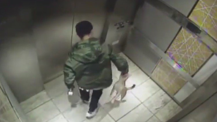 FUERTES IMÁGENES: Un joven maltrata cruelmente a su perrito en el ascensor 