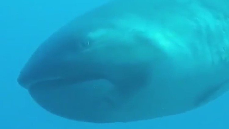 VIDEO: Turista filma uno de los tiburones más raros del mundo