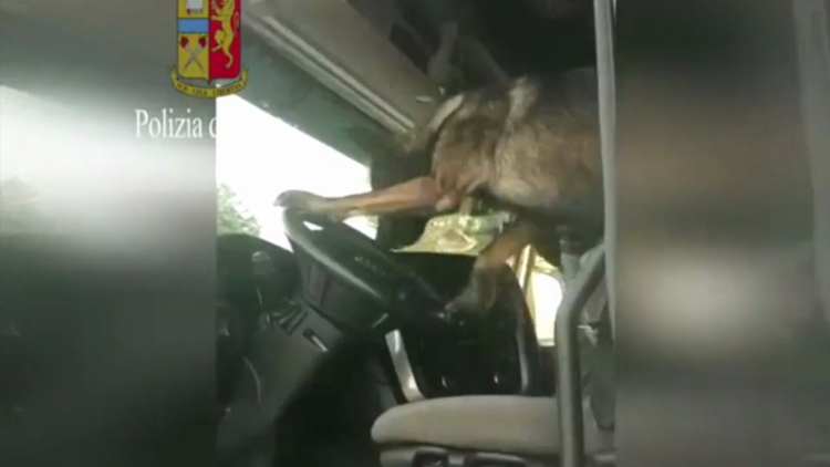 Un perro policía toca la bocina tras descubrir un paquete de heroína en un vehiculo 