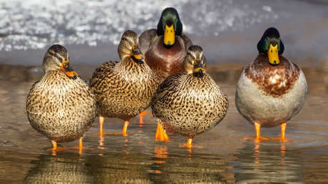 Algo extraño está pasando: Filman a patos devorando pequeños pájaros