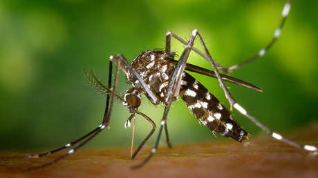 Amenaza mortal: un incurable virus tropical se dirige hacia Europa y EE.UU.