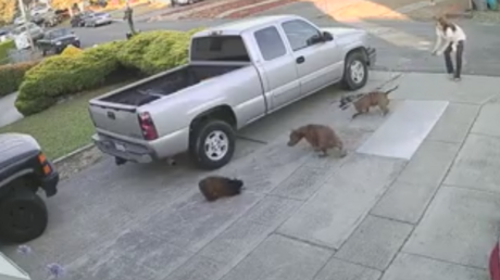 FUERTE VIDEO: Dos pitbulls casi despedazan a un gato que se relajaba fuera de su casa