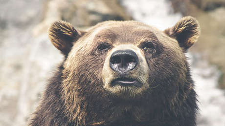 FOTO: Un oso se convierte en 'prisionero' en una cárcel de EE.UU.