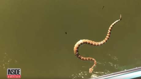 Navegan por un lago cuando una serpiente venenosa intenta subirse a bordo 