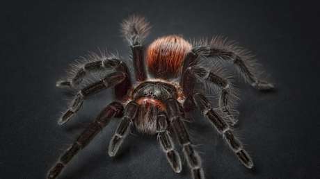 VIDEO: Una enorme araña de película aterra a una pareja en su casa