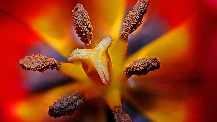 FOTO: Así fue la primera flor del planeta, que dio origen a todas las flores