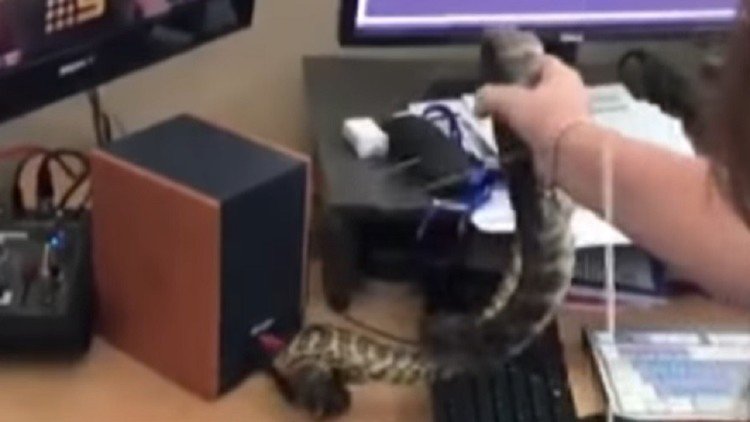 El inesperado momento en que una serpiente se cuela en la redacción de un canal de televisión