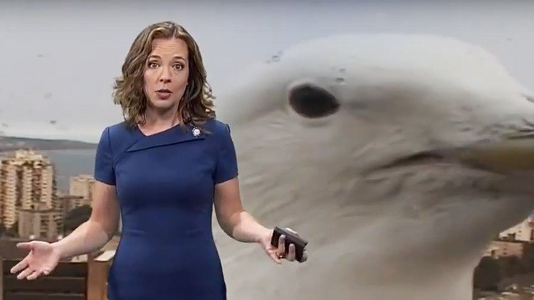 VIDEO ÉPICO: Una gaviota gigante sabotea en directo la intervención de meteorólogo en televisión