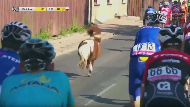 Un poni intenta ganar una etapa de la Vuelta a Polonia