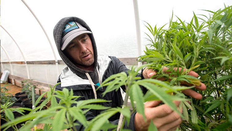 "La fiebre verde": Compran una localidad entera en California para dedicarla al turismo de cannabis