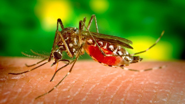 FOTO: Amputan tres extremidades a una mujer en Alemania por la picadura de un mosquito