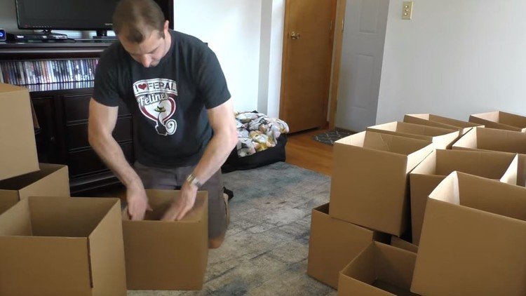 ¿Cómo crear un 'paraíso' para gatos con 50 cajas de cartón?