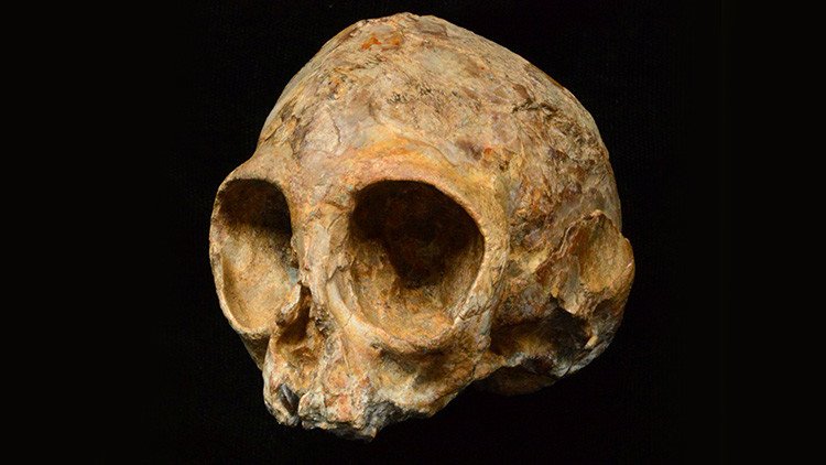 Hallan un cráneo de 13 millones de años que completa eslabones perdidos de la evolución humana