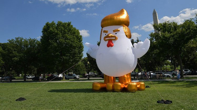 VIDEO: Un pollo que se asemeja a Trump aparece frente a la Casa Blanca