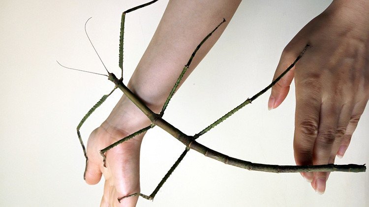 Así es el insecto más largo del mundo (FOTOS)
