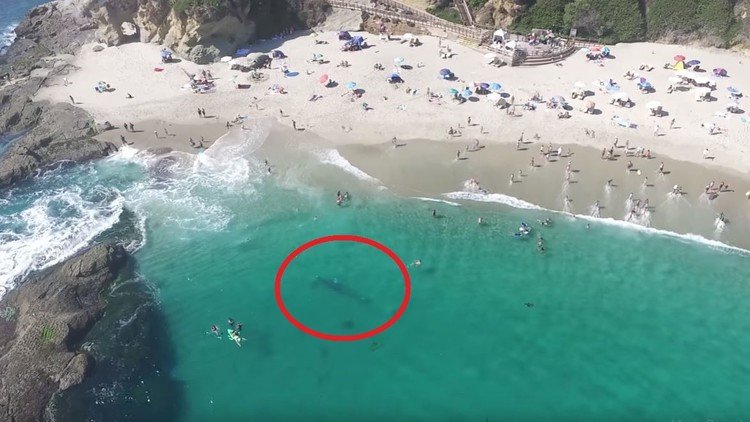 Una ballena asusta a los bañistas en una playa de California