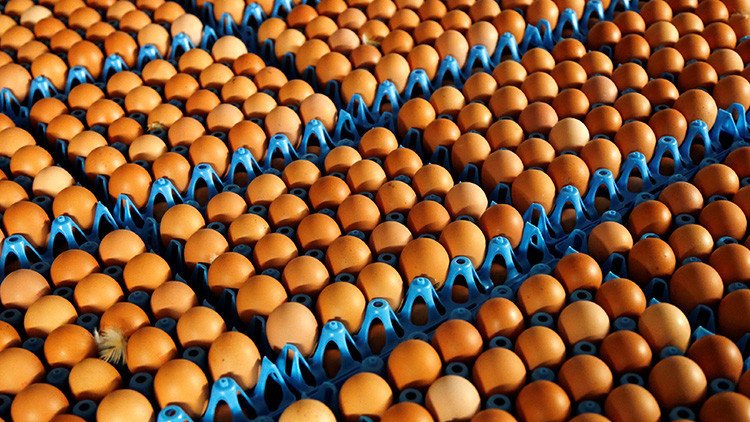 Huevos contaminados con un pesticida, un escándalo que sacude Europa