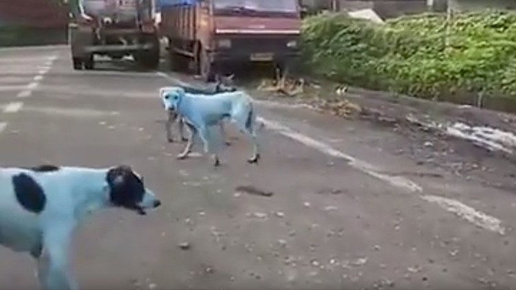 Perros callejeros de la India se vuelven azules (VIDEO)