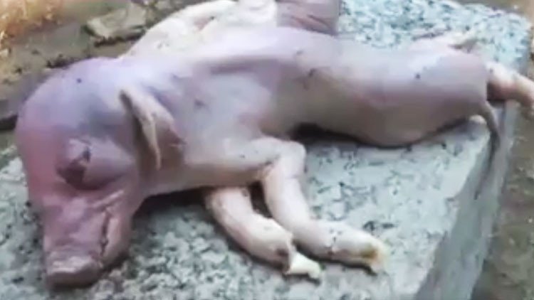 Un cochinillo mutante con ocho patas y dos cuerpos nace en una granja china (FOTO, VIDEO) 