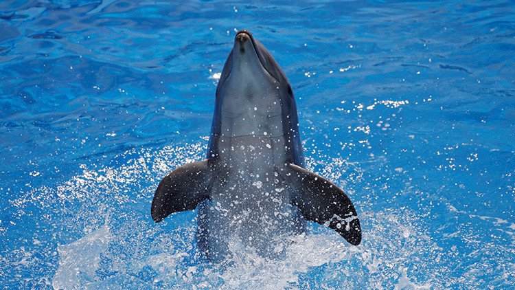 España: Muere una cría de delfín después de que cientos de bañistas intenten fotografiarse con ella