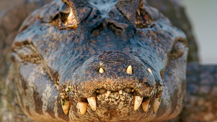 Aldeanos brasileños realizan espeluznante descubrimiento en el interior de un caimán (FUERTE FOTO)