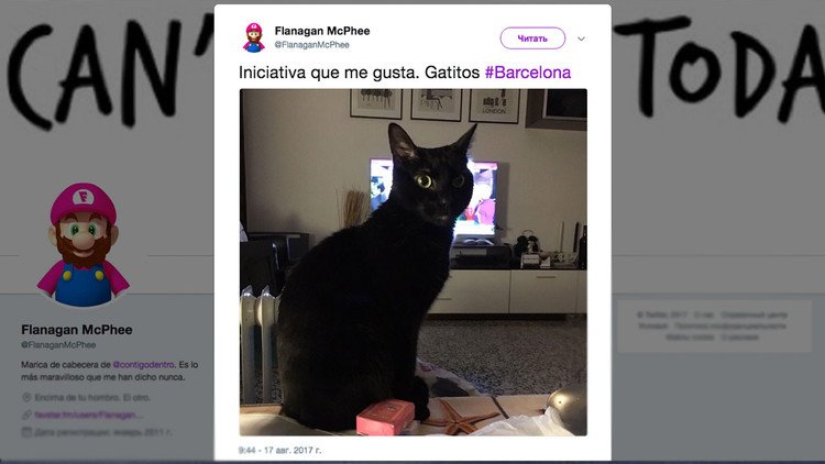 ¿Por qué los internautas inundaron Twitter con fotos de gatos tras el atentado en Barcelona? 